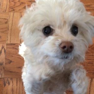 Meet your Posher, Hannah